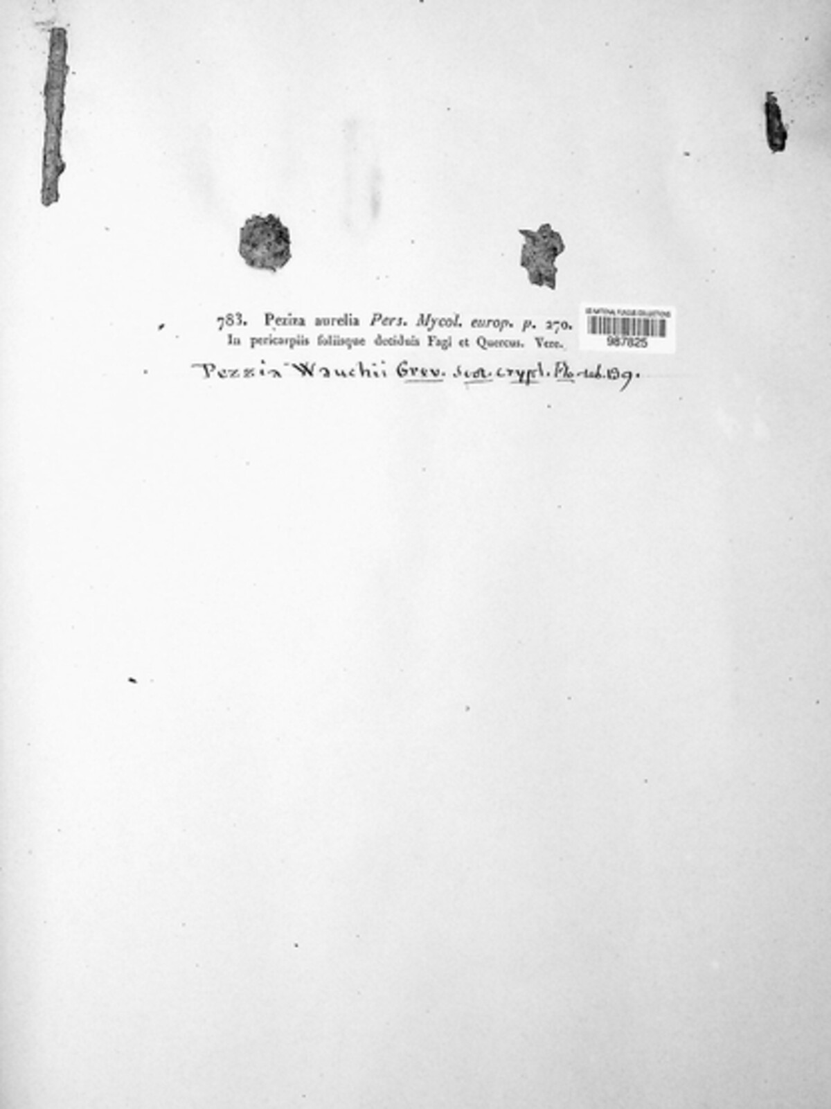 Arachnopeziza aurelia image